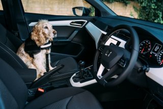 Os condutores favorecem seus cães tanto quanto seus filhos quando se trata de deixá-los sentar na frente